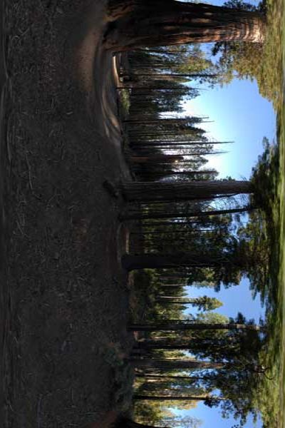 panorama 360° of the giant sequoias of yosemite park in california