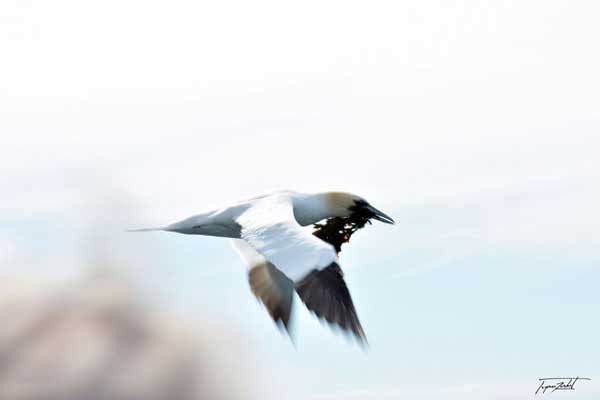 image d'un fou-de-bassan en vol, réserve naturelle des 7 iles