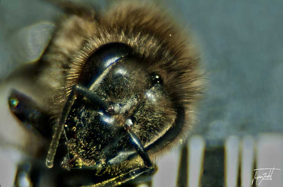macro photo d'une abeille