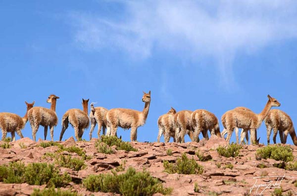 Photo du Chili, les vigognes, mammifères d'Amérique du Sud qui vit sur les hauts plateaux de la cordillère des Andes.