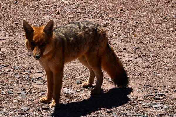 Photo du Chili, un renard dans le désert de Atacama