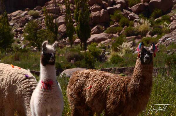 Photo du Chili, des lamas