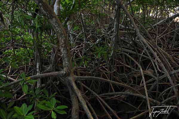 the mangrove, Peninsula of the caravel in Martinique, French West Indies
