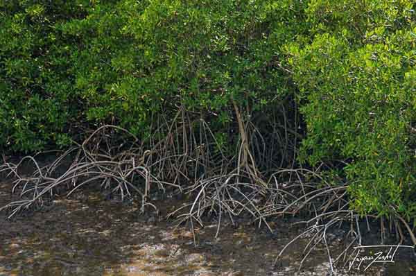 presqu'ile de la caravelle, la mangrove;  Martinique, antilles Françaises