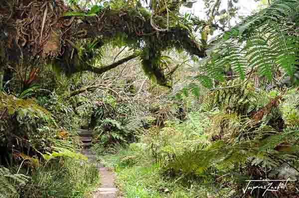 forêt primaire de Bélouve, ile de La Réunion