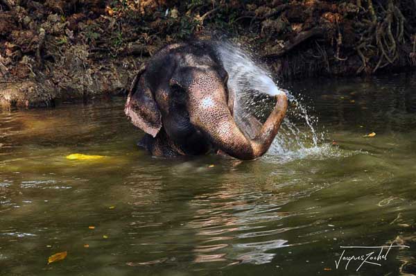 Elephant bathing in Thailand