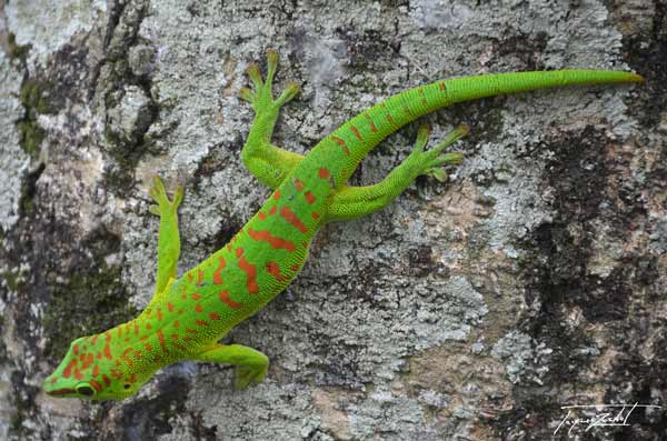 photographie de lezard