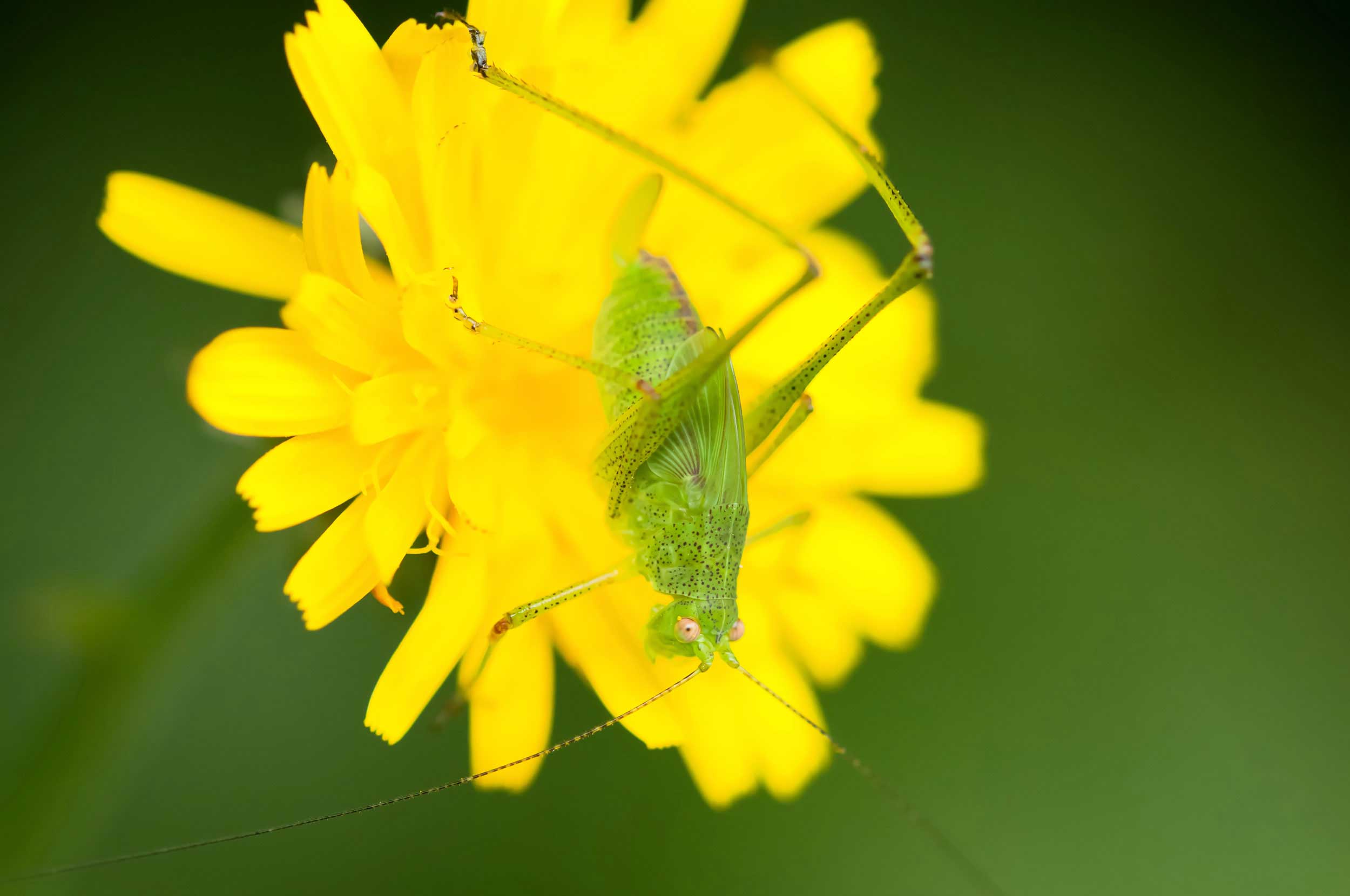 macrophoto, macro-photographie